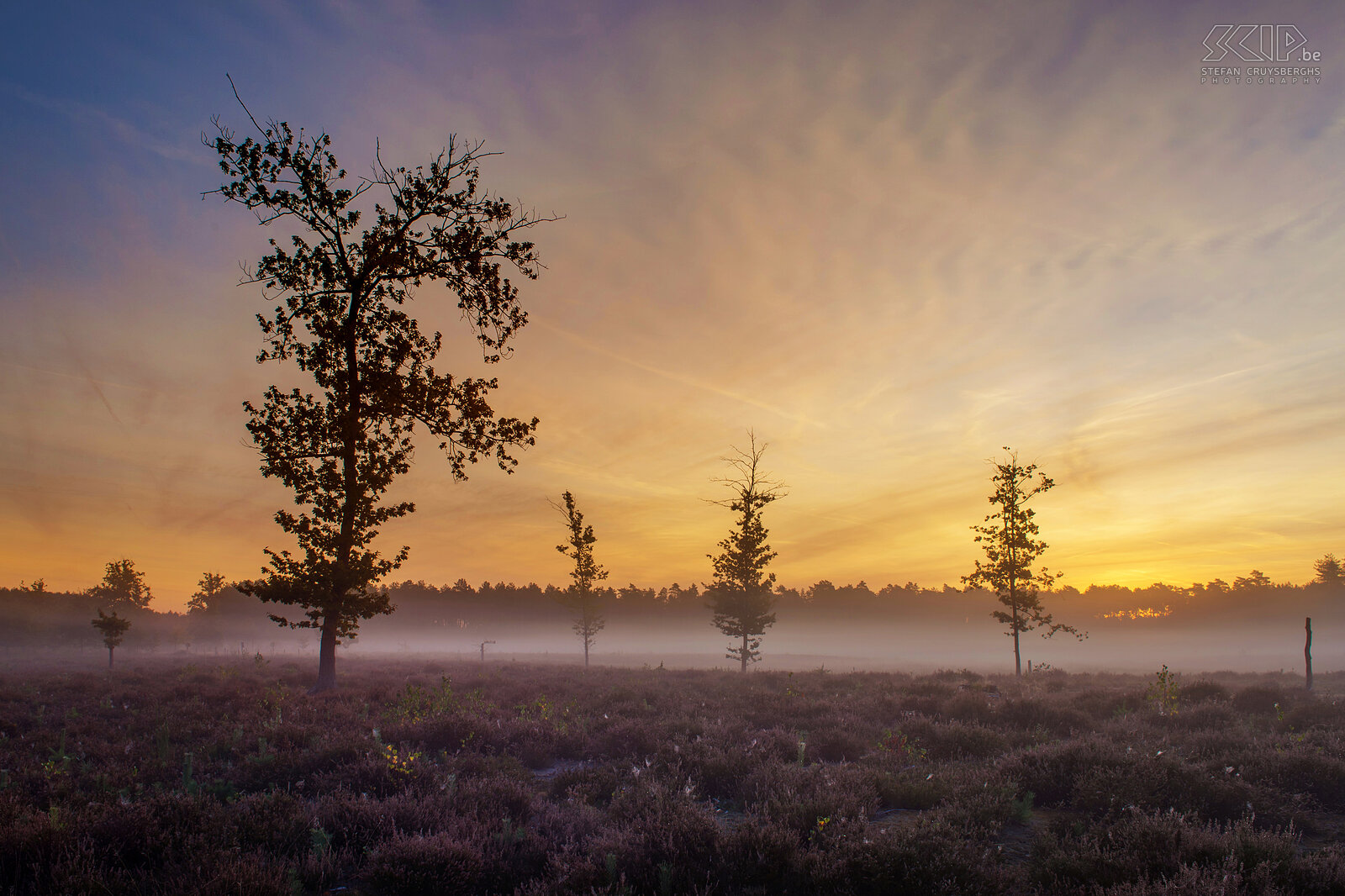 Zonsopgang op Veerle heide Veerle heide in Veerle-Laakdal (Antwerpen ) tegen de bossen en heide van Averbode Stefan Cruysberghs